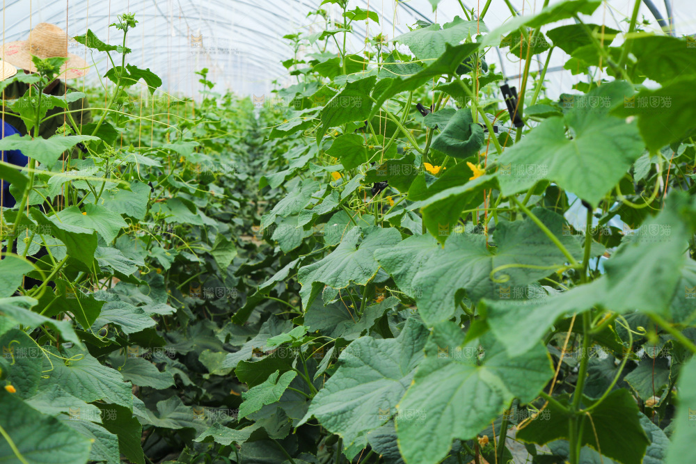 大棚阎良甜瓜种植基地