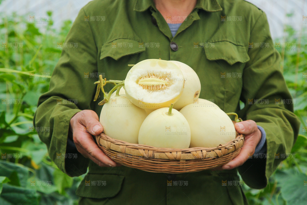 一篮头茬阎良甜瓜