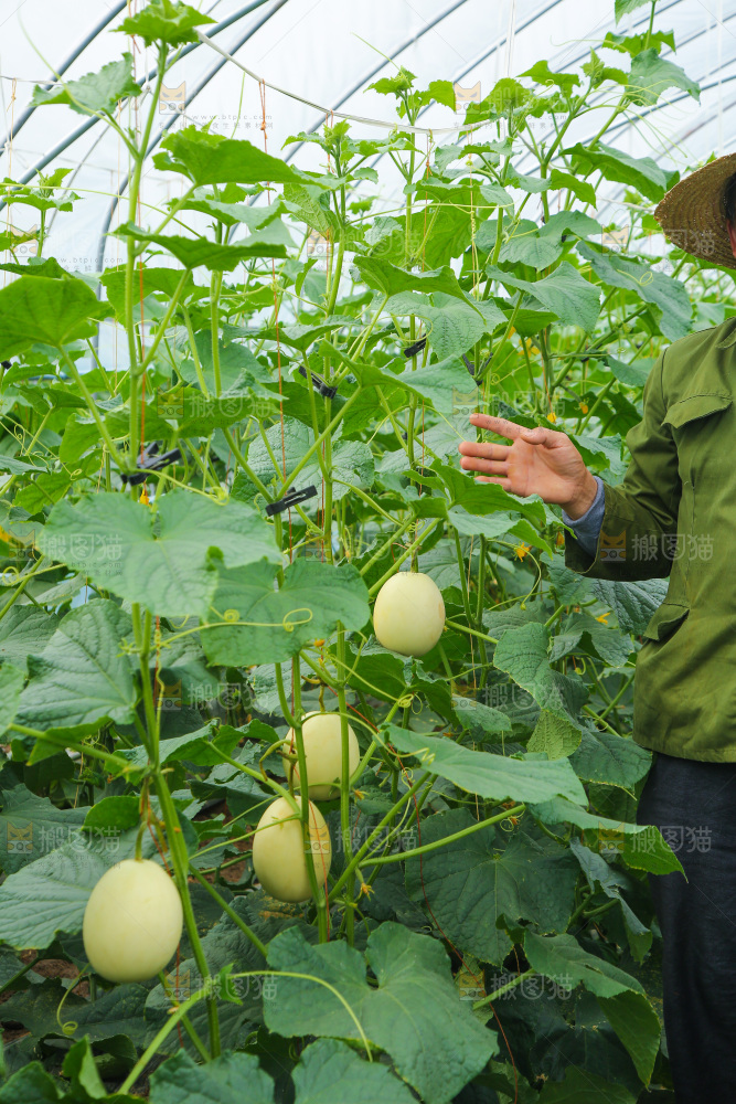 大棚阎良甜瓜种植基地