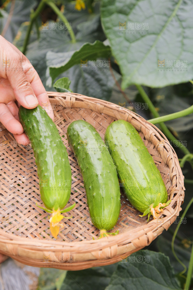 新鲜采摘黄瓜