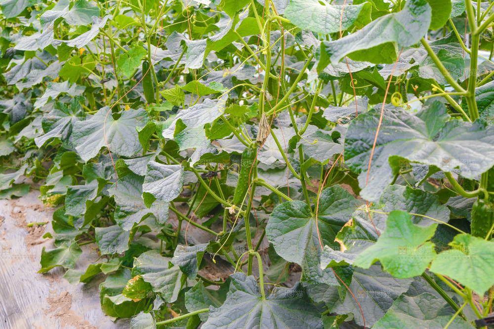 大棚黄瓜种植基地