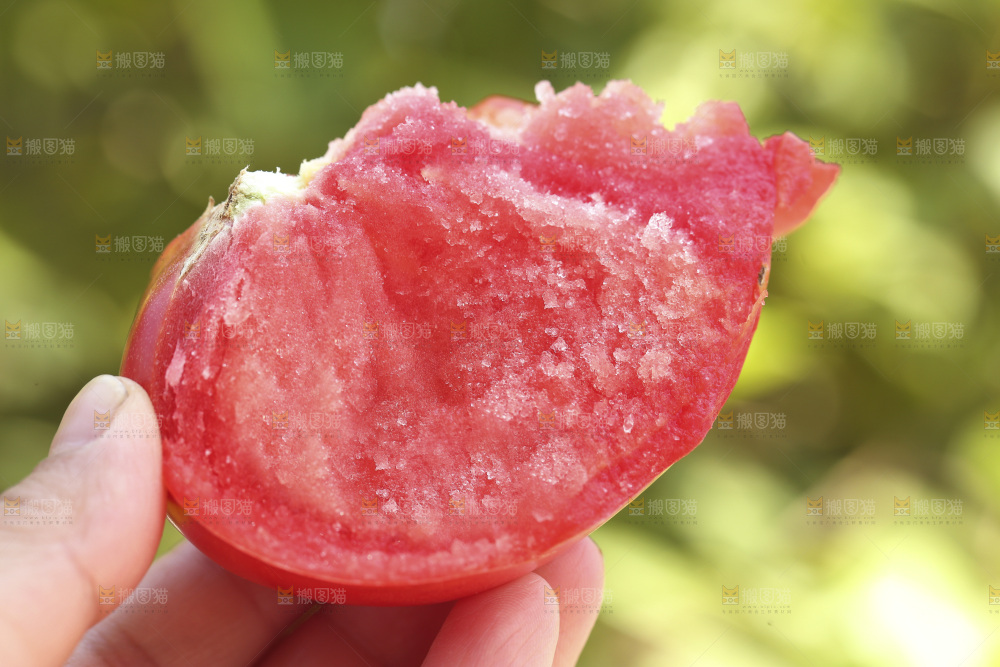手里拿着沙瓤西红柿