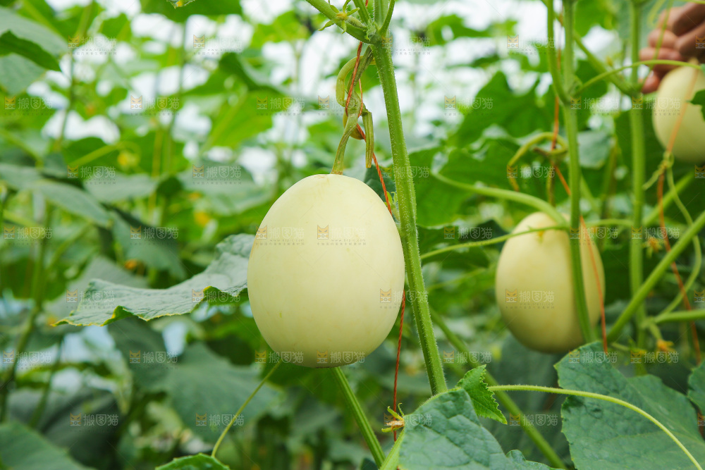 阎良甜瓜种植基地