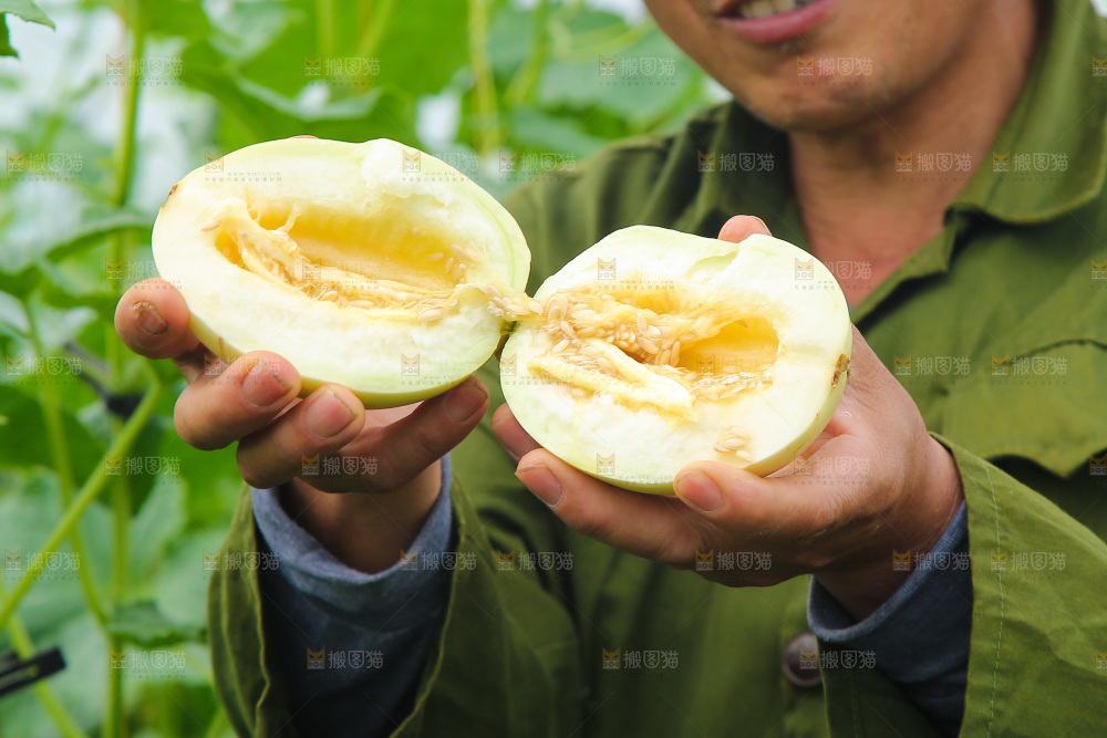 手里拿着阎良甜瓜