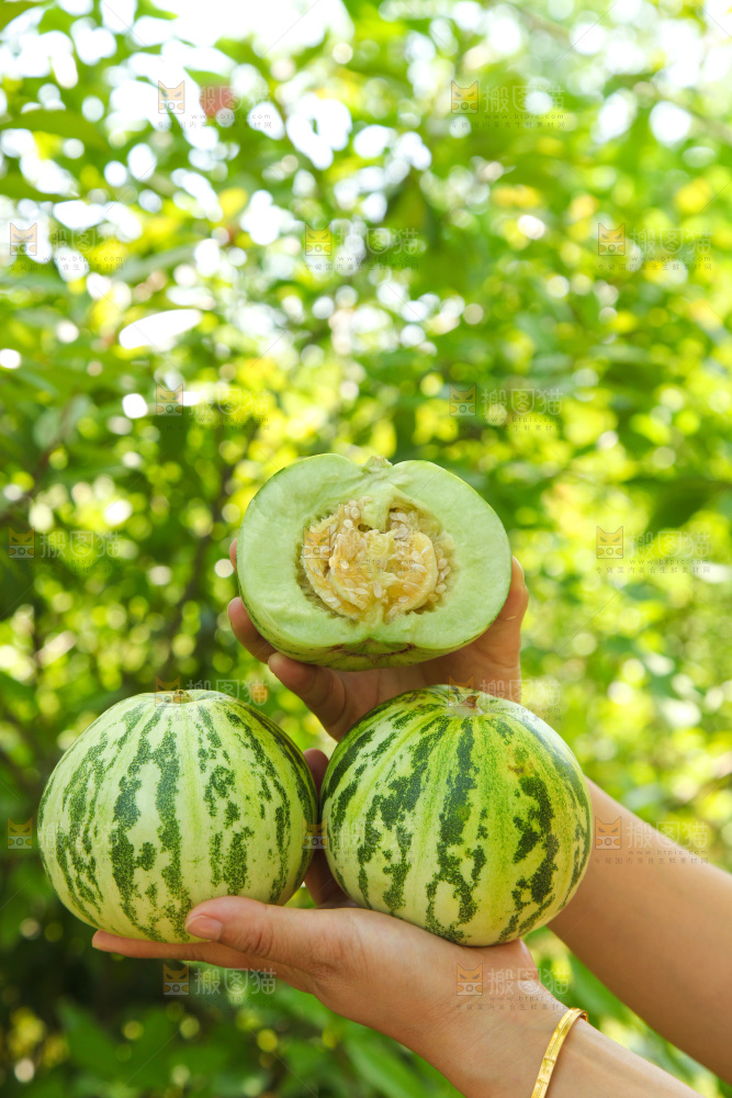 手里捧着花蕾香瓜