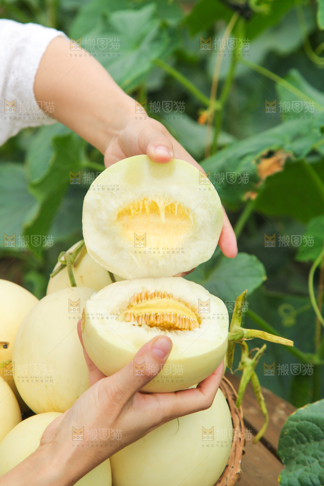 手里拿着阎良甜瓜