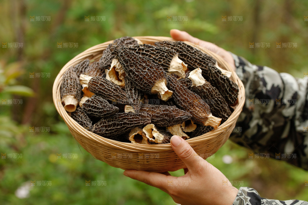 羊肚菌