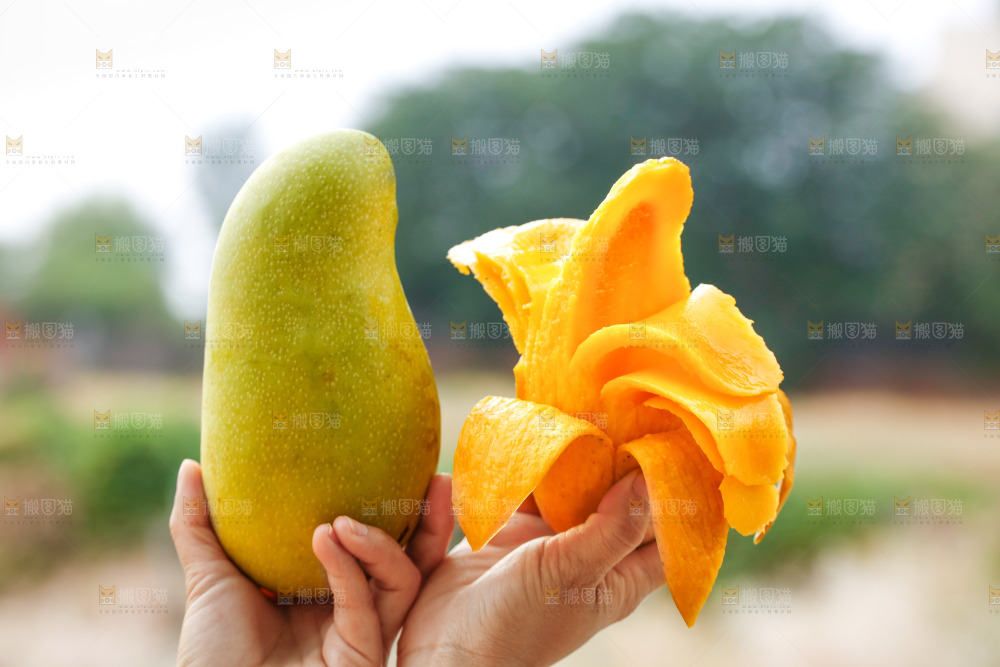 手里拿着金煌芒