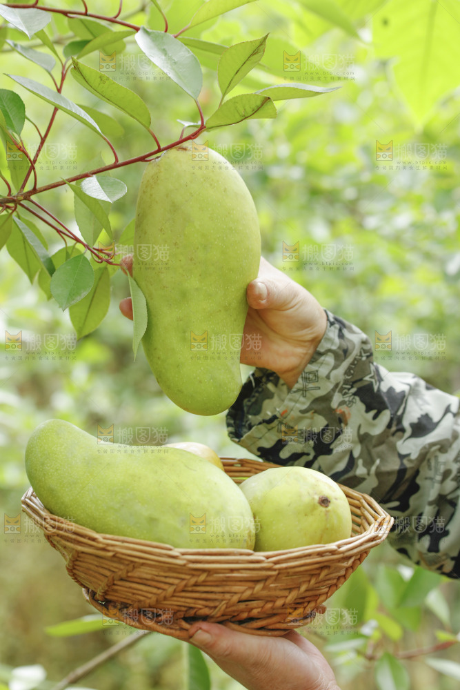 新鲜采摘金煌芒