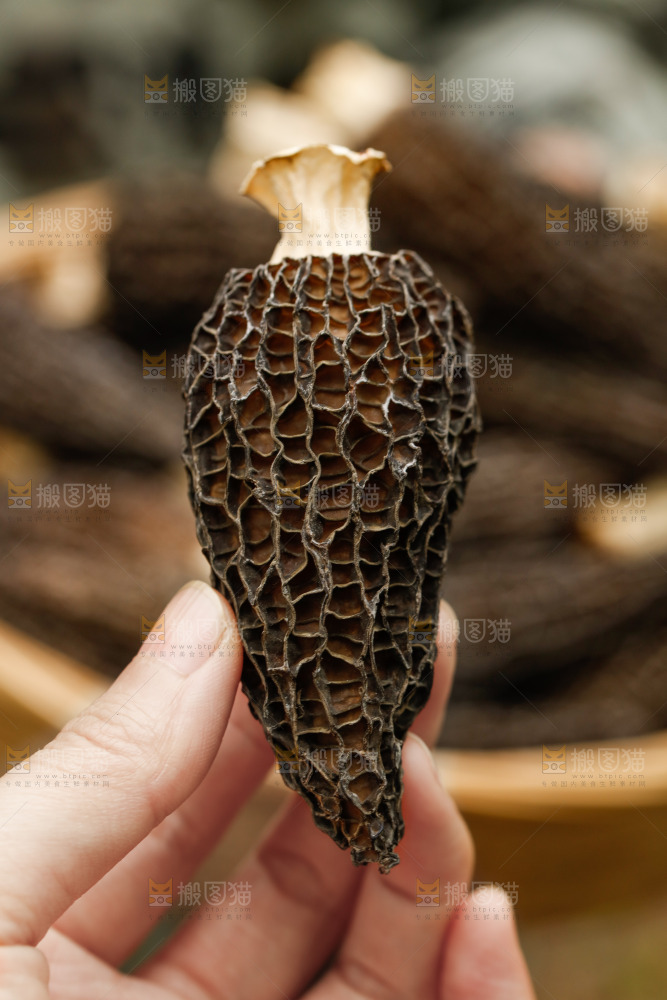 羊肚菌