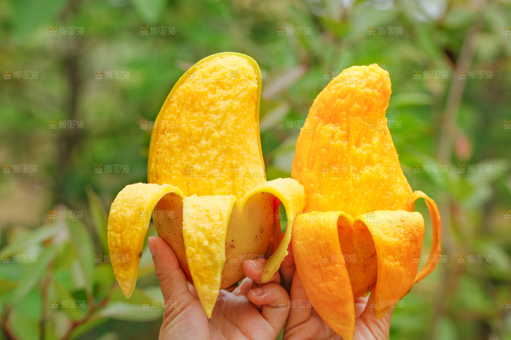 手里拿着水仙芒