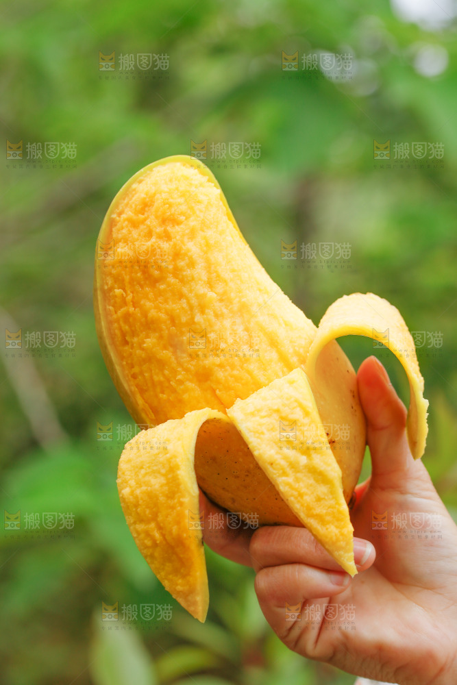 手里拿着水仙芒
