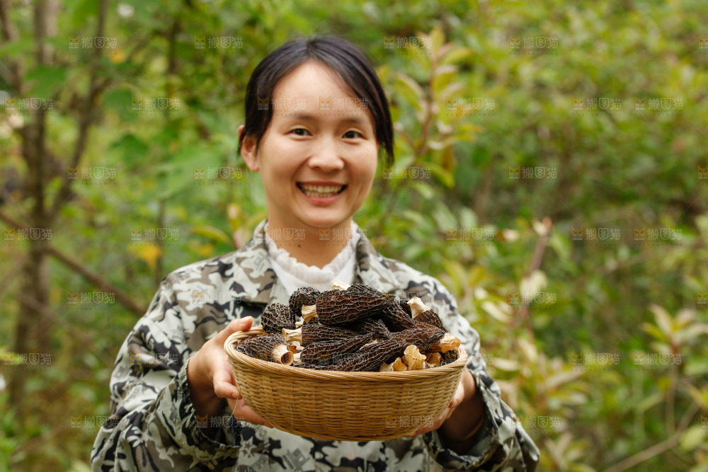 羊肚菌
