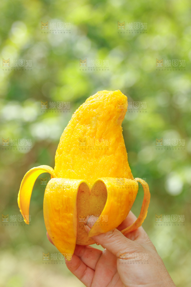 手里拿着水仙芒