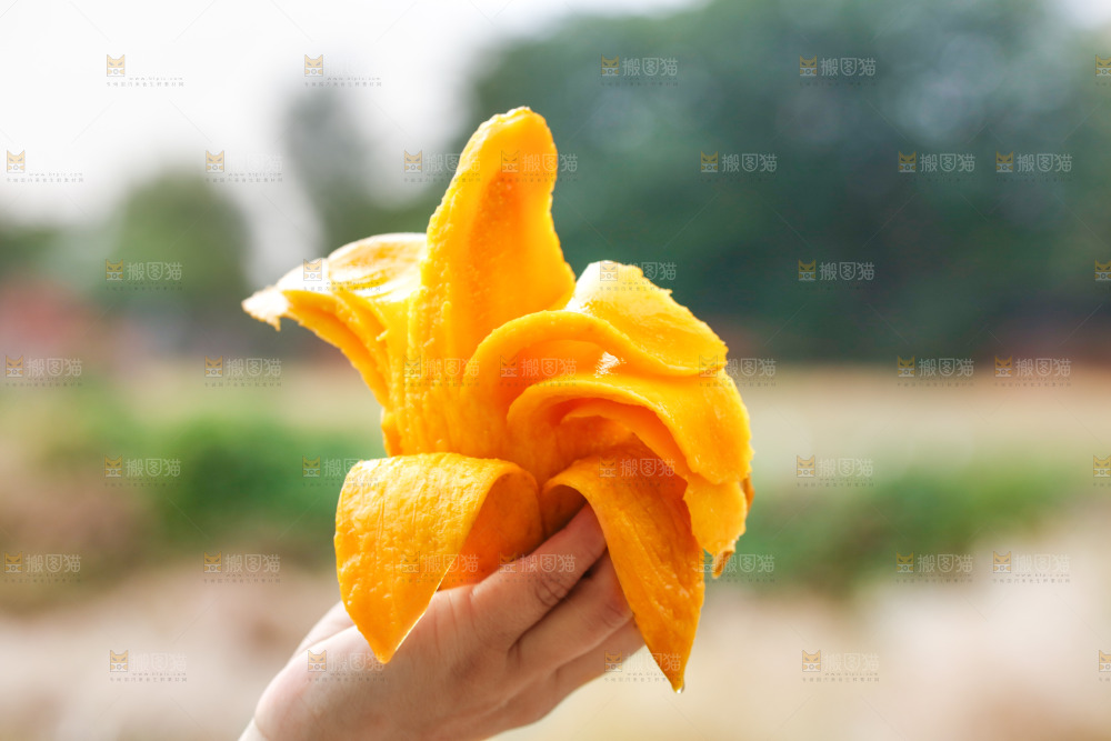 手里拿着水仙芒