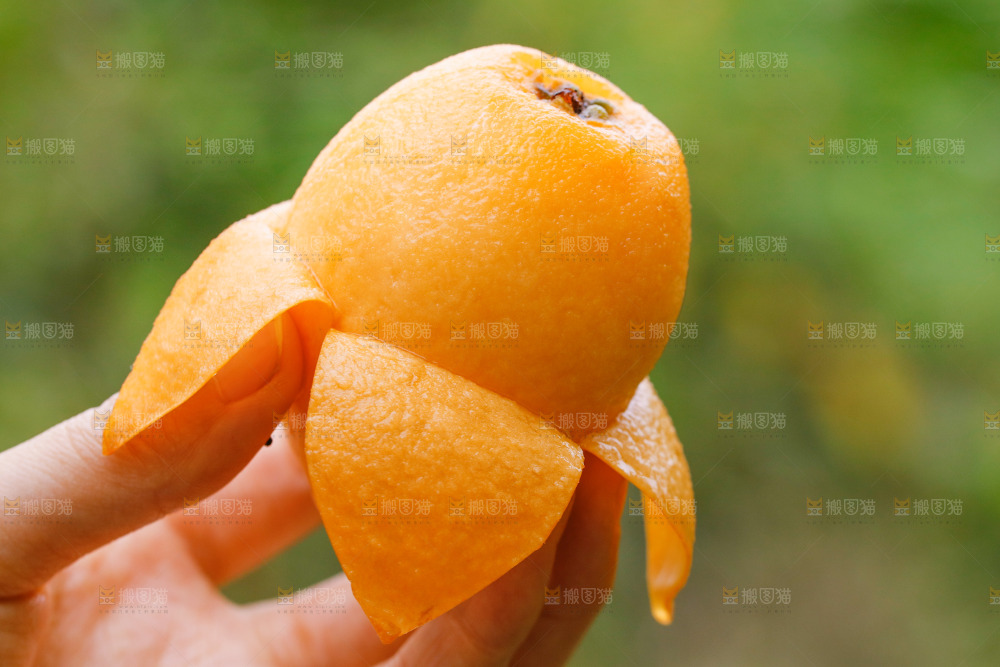 手里拿着大枇杷