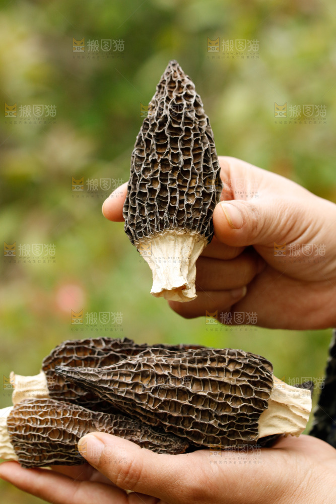 手里拿着羊肚菌