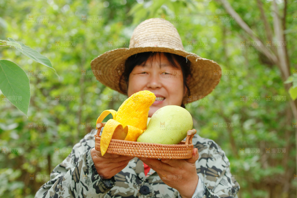 手里端着一篮金煌芒