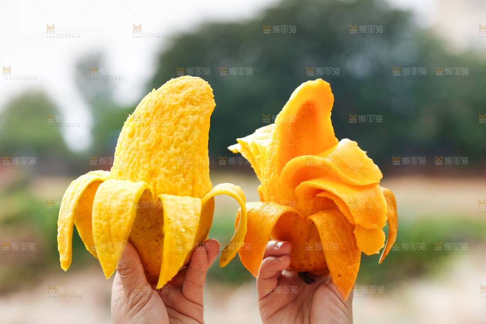 手里拿着水仙芒