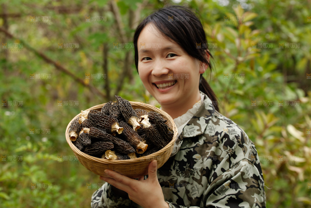 羊肚菌