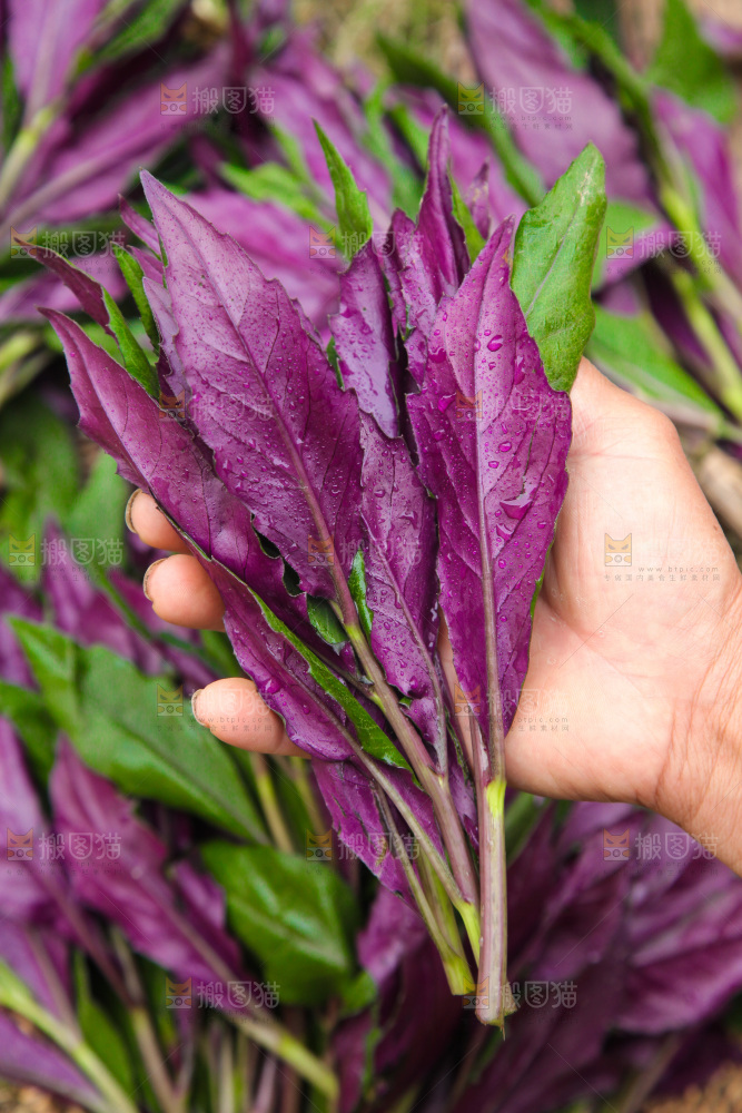 手里拿着紫背天葵