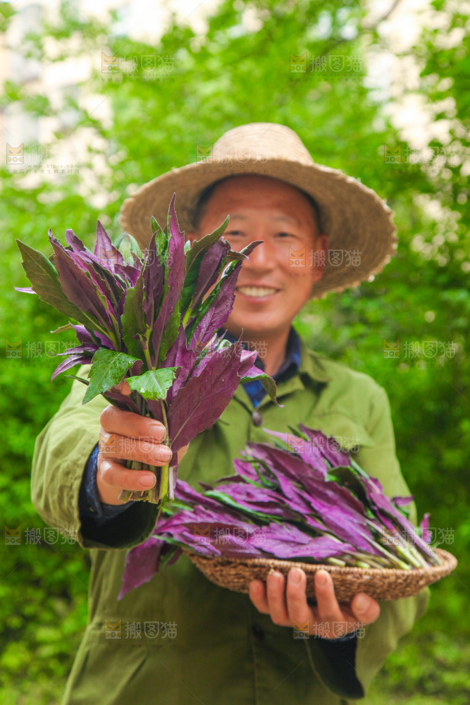 手里端着一篮天葵菜