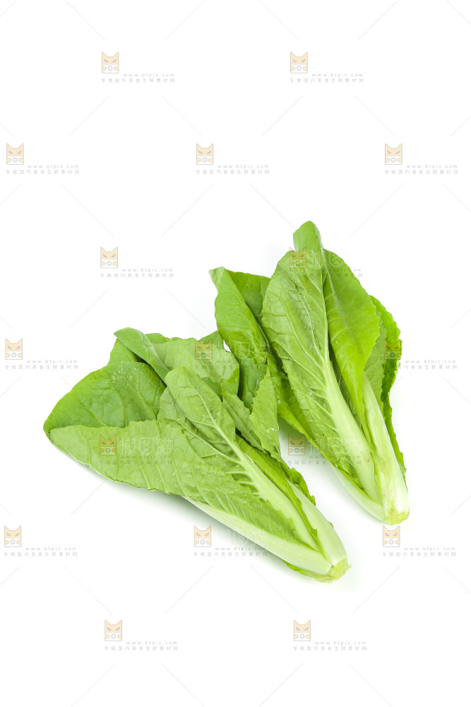 白底上放着小白菜