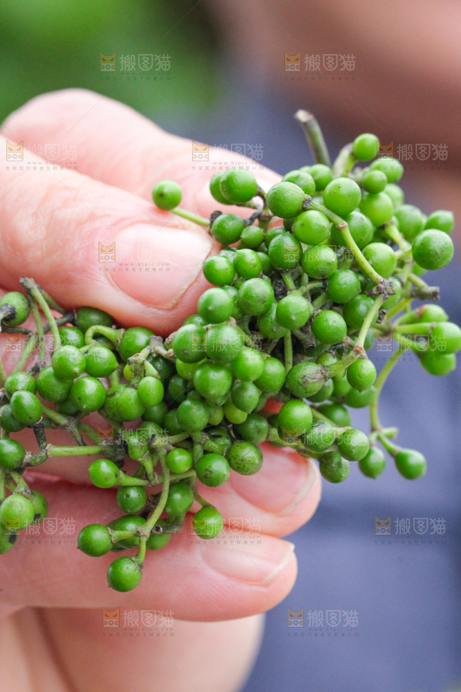 手里拿着山胡椒