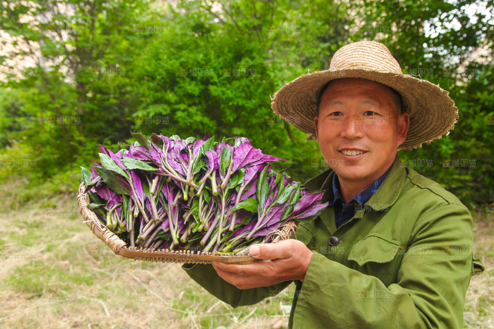 手里端着一篮紫背天葵