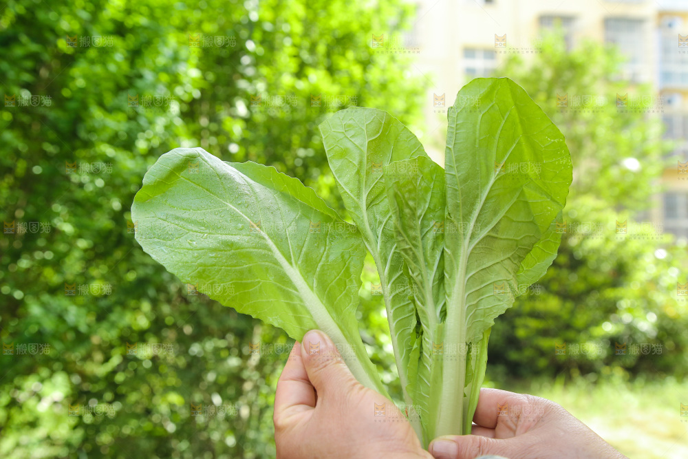 手里拿着奶油小白菜