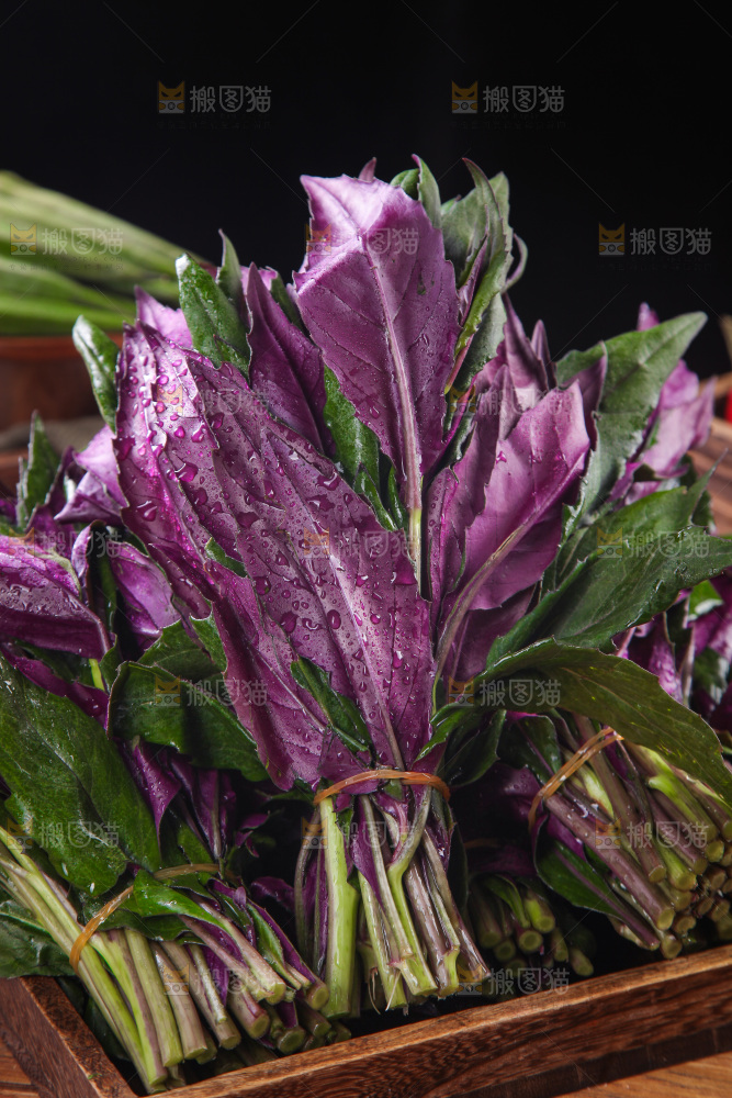 木底上放着一盘紫背天葵