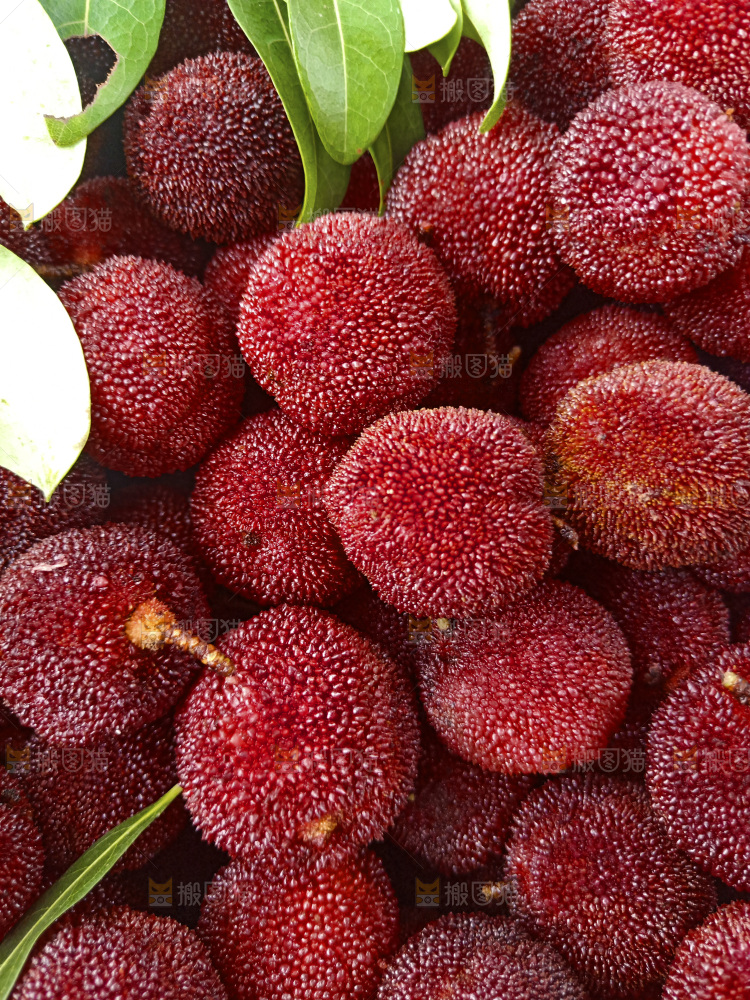 新鲜杨梅纹理