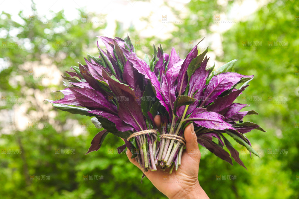 手里拿着血皮菜