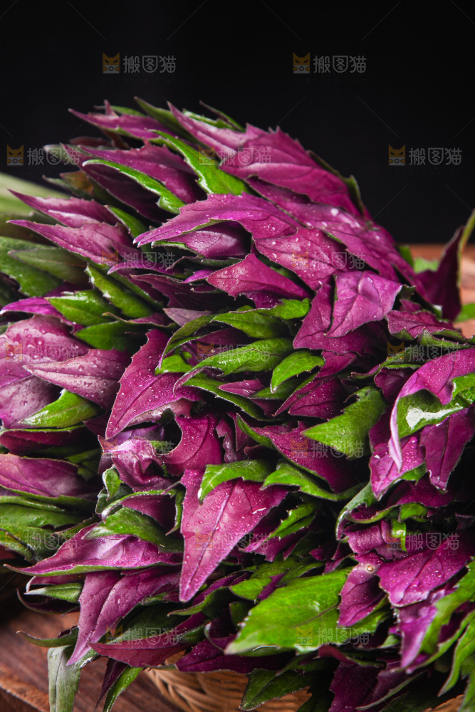 一篮新鲜紫背天葵