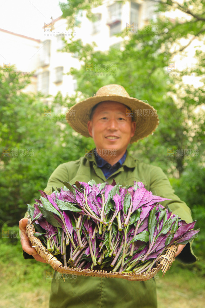 手里端着一篮紫背天葵