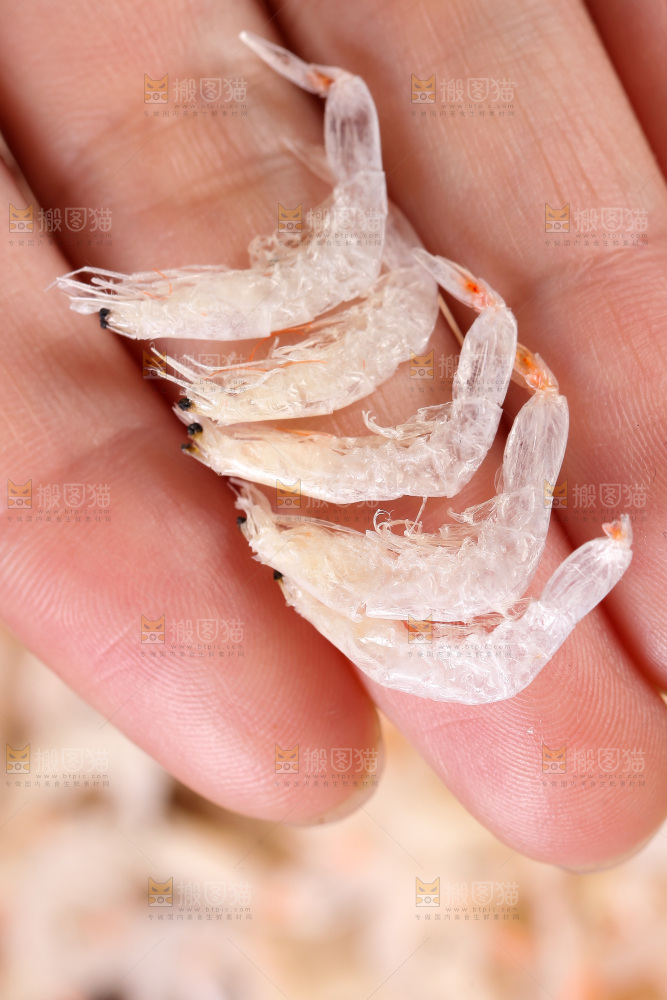 筷子上夹着虾米