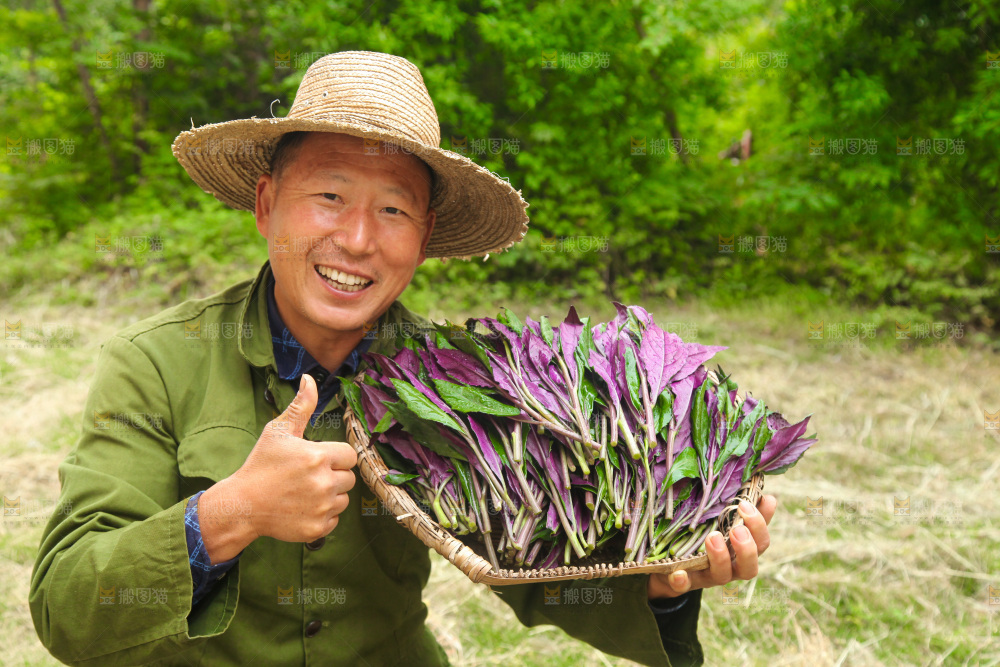 手里端着一篮紫背天葵