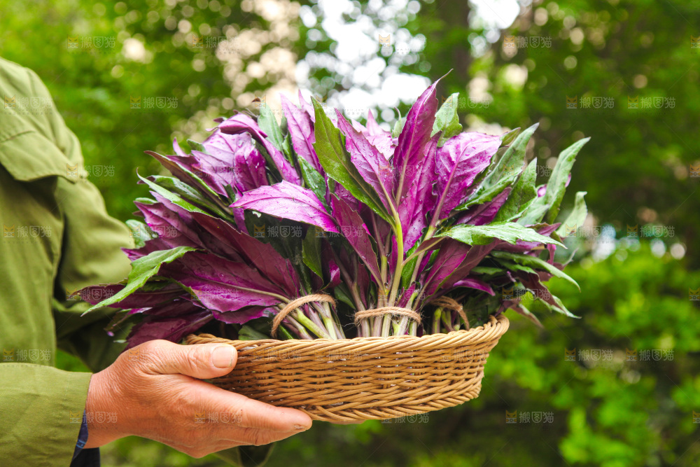 手里端着一篮紫背天葵