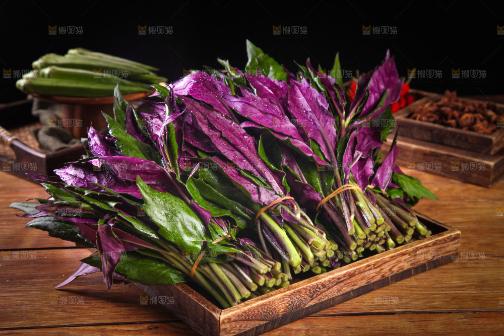 木底上放着一盘紫背天葵