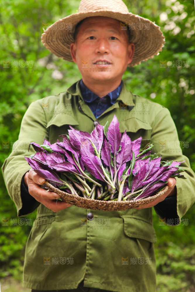 手里端着一篮紫背天葵