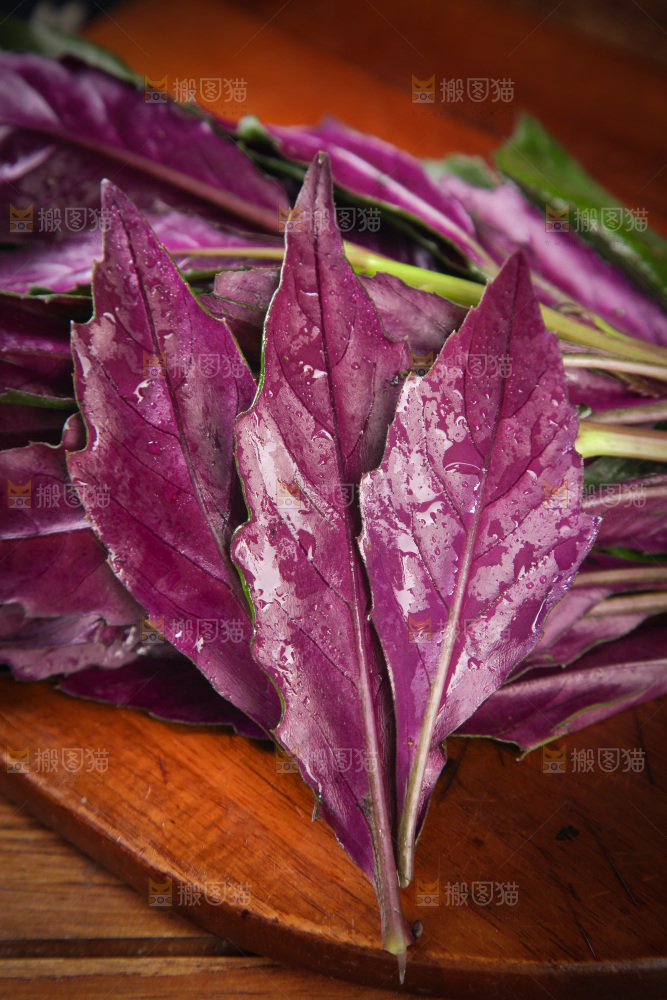 木底上放着紫背天葵