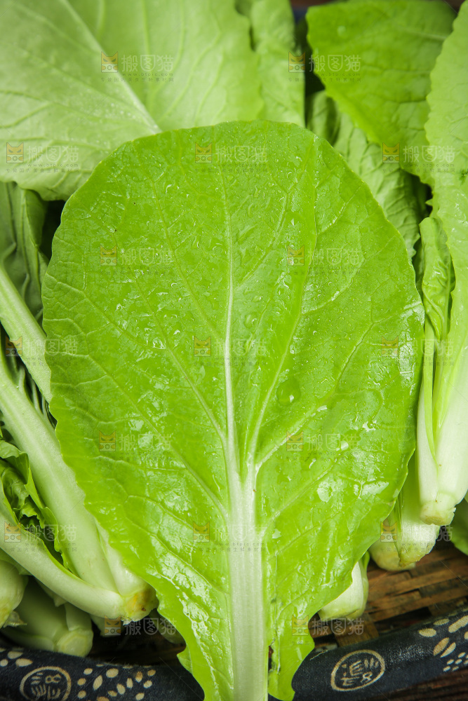 一篮小白菜