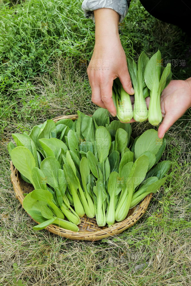 手里拿着小青菜
