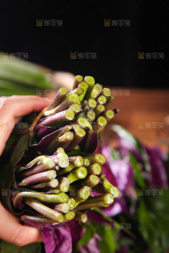 手里拿着紫背菜