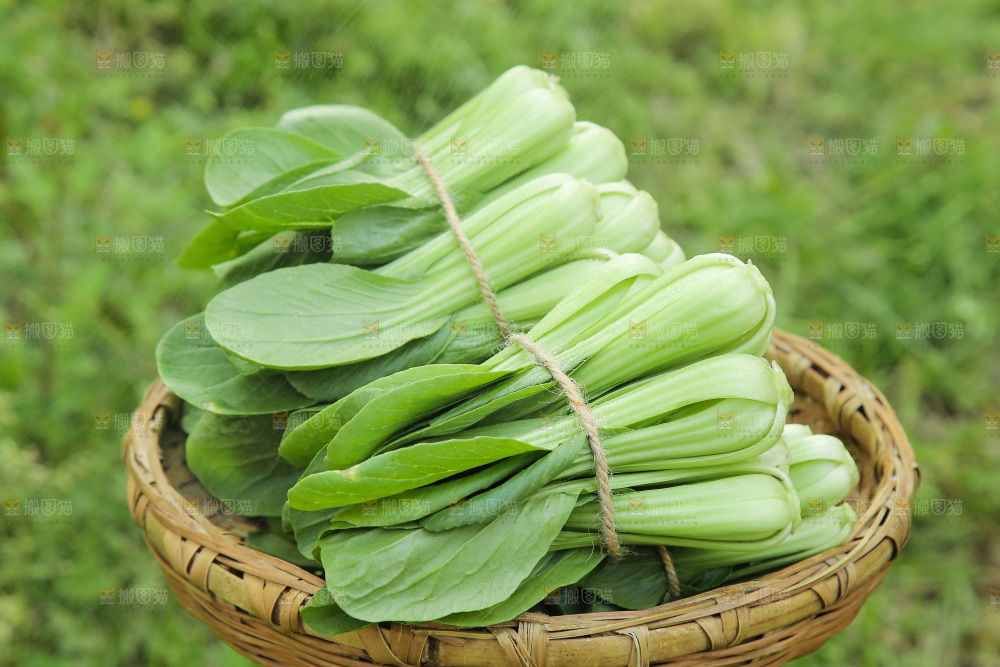 一篮农家小青菜
