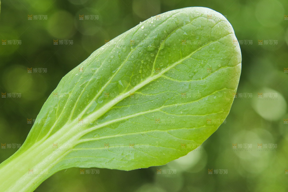 手里拿着小青菜叶