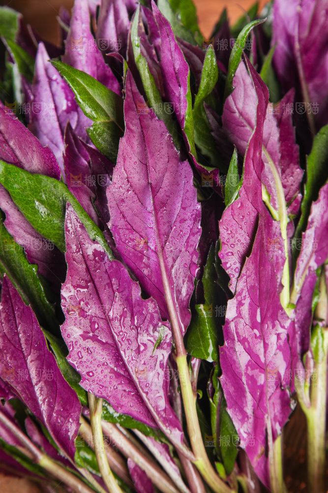 一堆红背菜