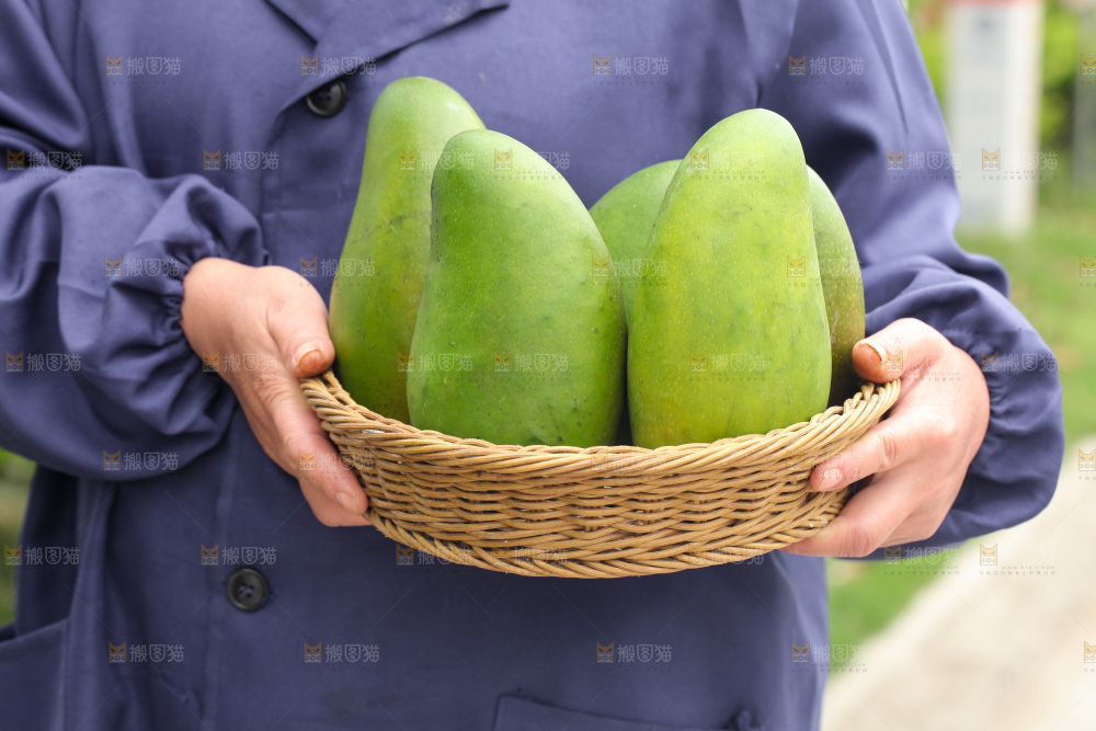 手里端着一篮青皮金煌芒
