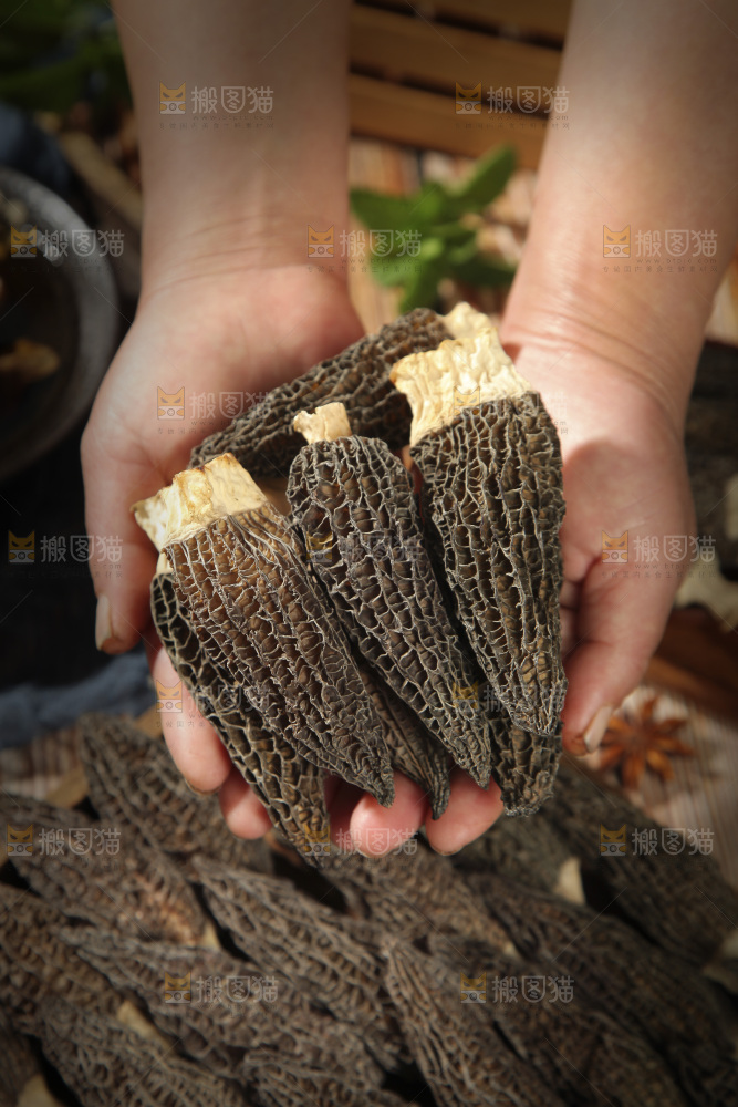 手里捧着羊肚菌