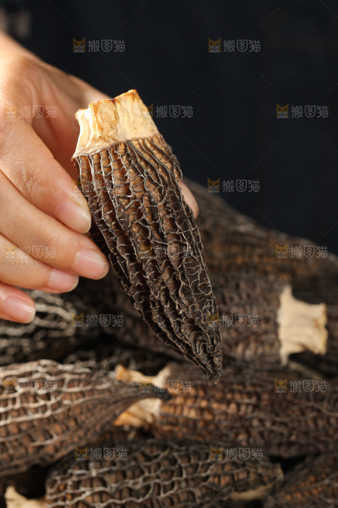 手里拿着羊肚菇